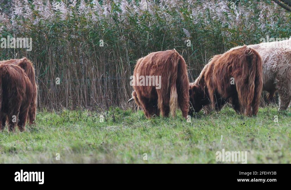 Herd Of Highland Cattle Feeding On The Green Grass The Countryside Field Stock Video Footage Alamy