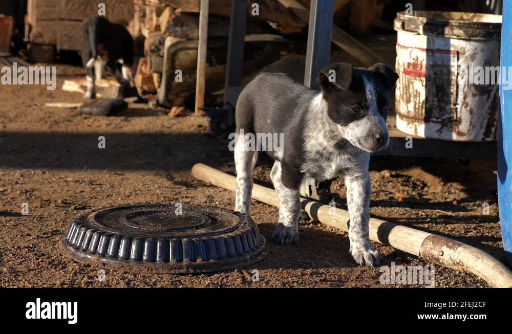 Australian rural dog Stock Videos & Footage - HD and 4K Video Clips - Alamy