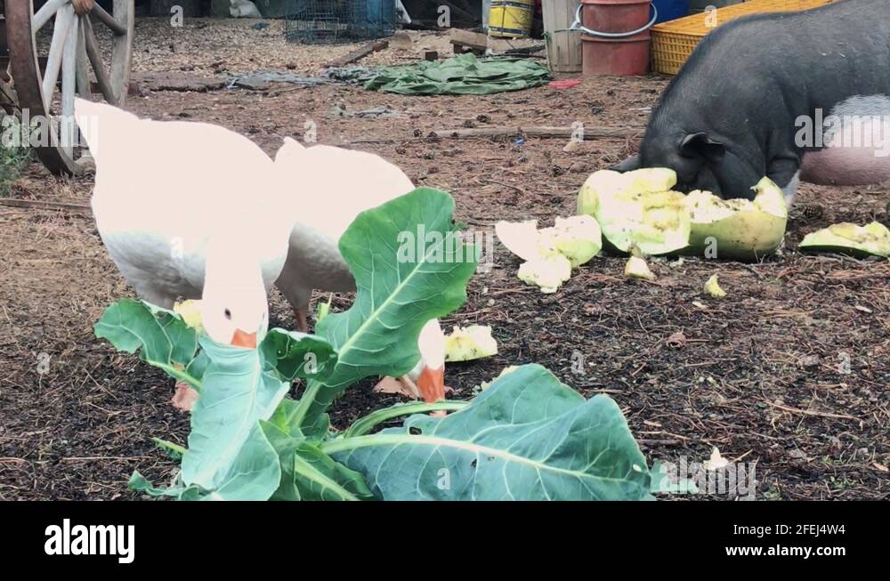 Geese are eating cabbage and a pig eat a pumpkin in a farm outside