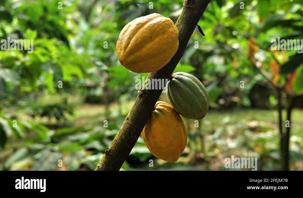 Cocoa farming Stock Videos & Footage HD and 4K Video Clips Alamy