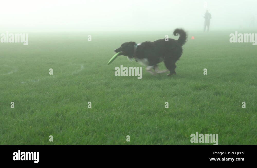 Dog jumping competition Stock Videos & Footage HD and 4K Video Clips