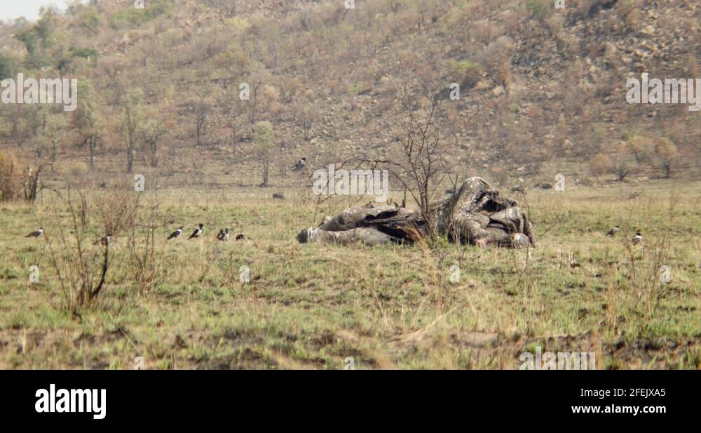 Lucky elephant Stock Videos & Footage HD and 4K Video Clips Alamy