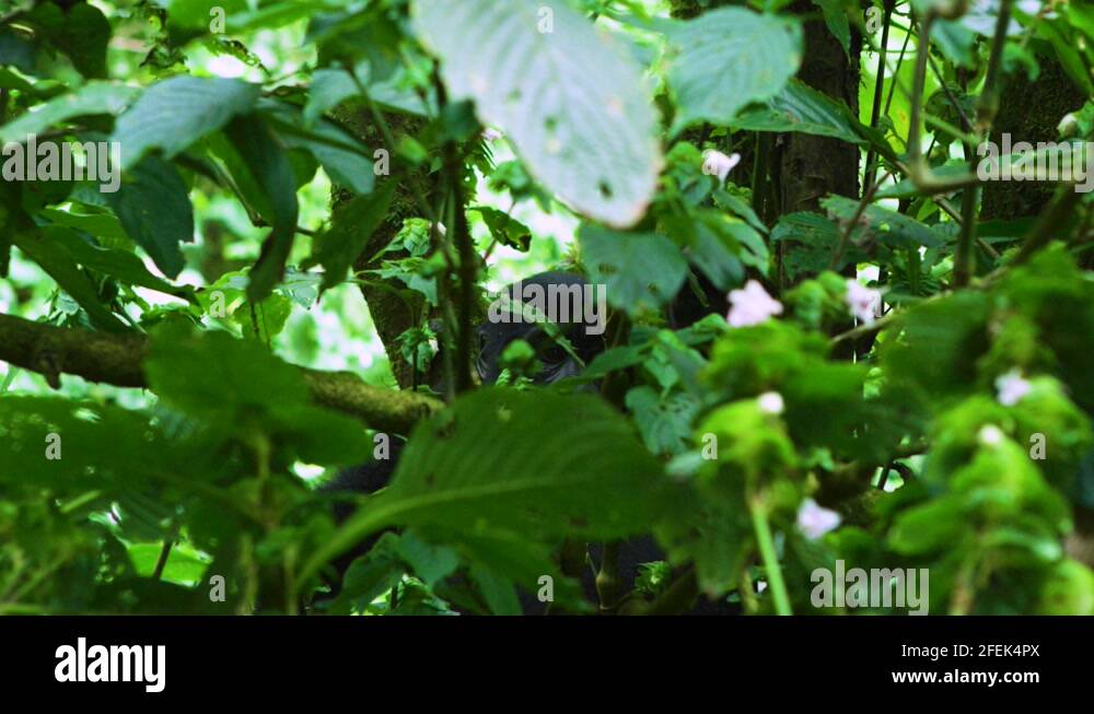 Green gorilla Stock Videos & Footage HD and 4K Video Clips Alamy