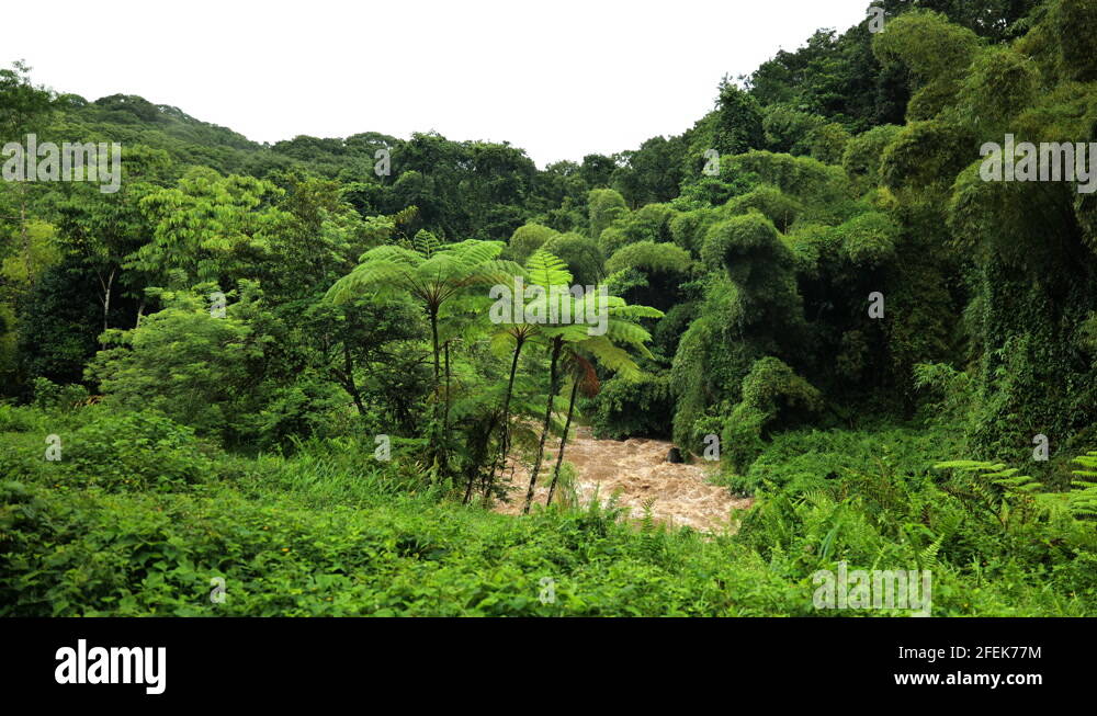 Ecuador and martinique Stock Videos & Footage HD and 4K Video Clips