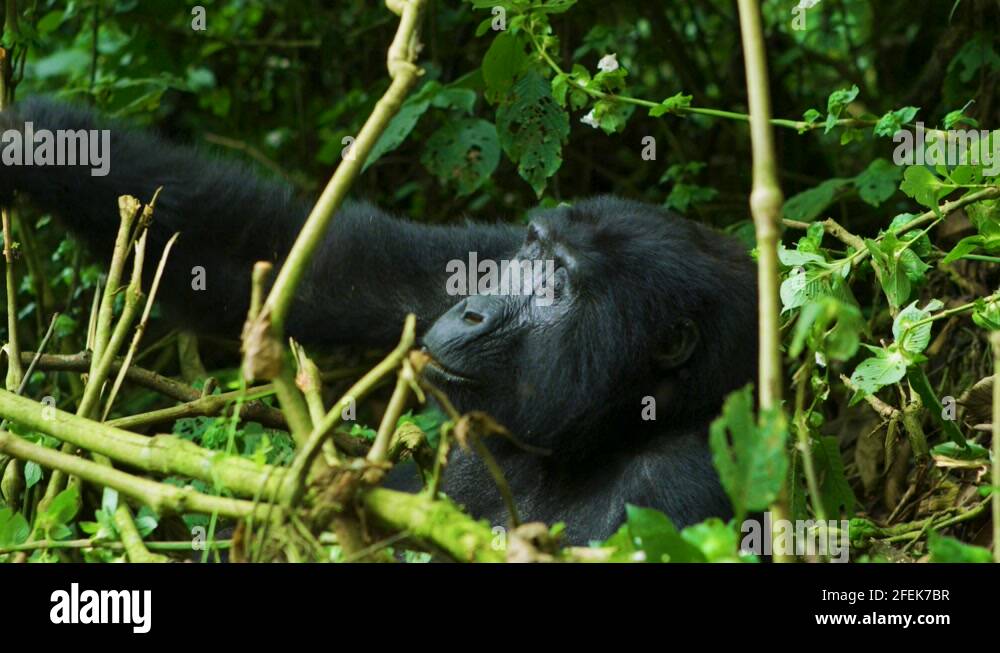 Congo rainforest plants Stock Videos & Footage HD and 4K Video Clips