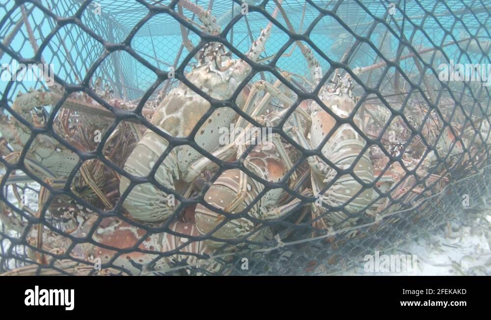 Lobster trap underwater Stock Videos & Footage HD and 4K Video Clips