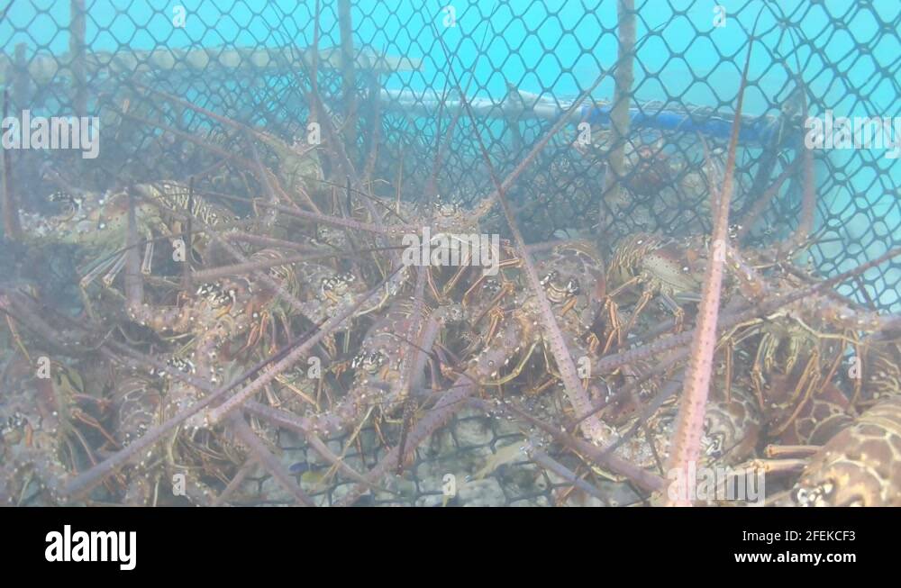 many lobsters inside view underwater trap spiny lobster (Panulirus