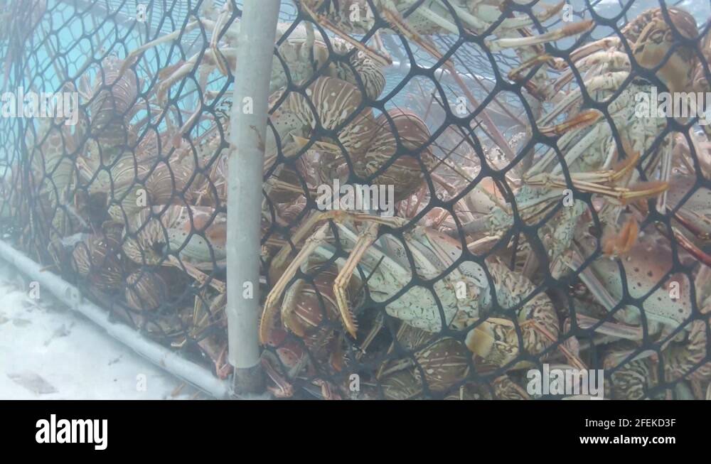 Lobster trap image Stock Videos & Footage HD and 4K Video Clips Alamy