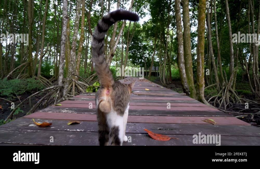 Back of a cat Stock Videos & Footage - HD and 4K Video Clips - Alamy