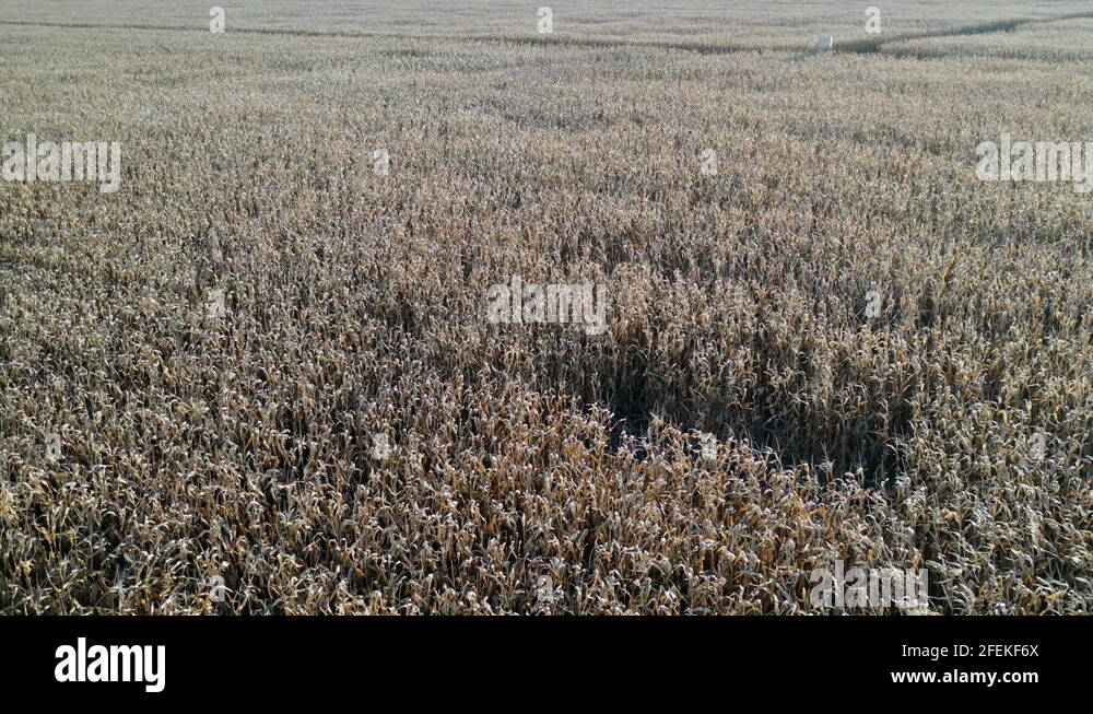 Weed in corn field Stock Videos & Footage - HD and 4K Video Clips - Alamy