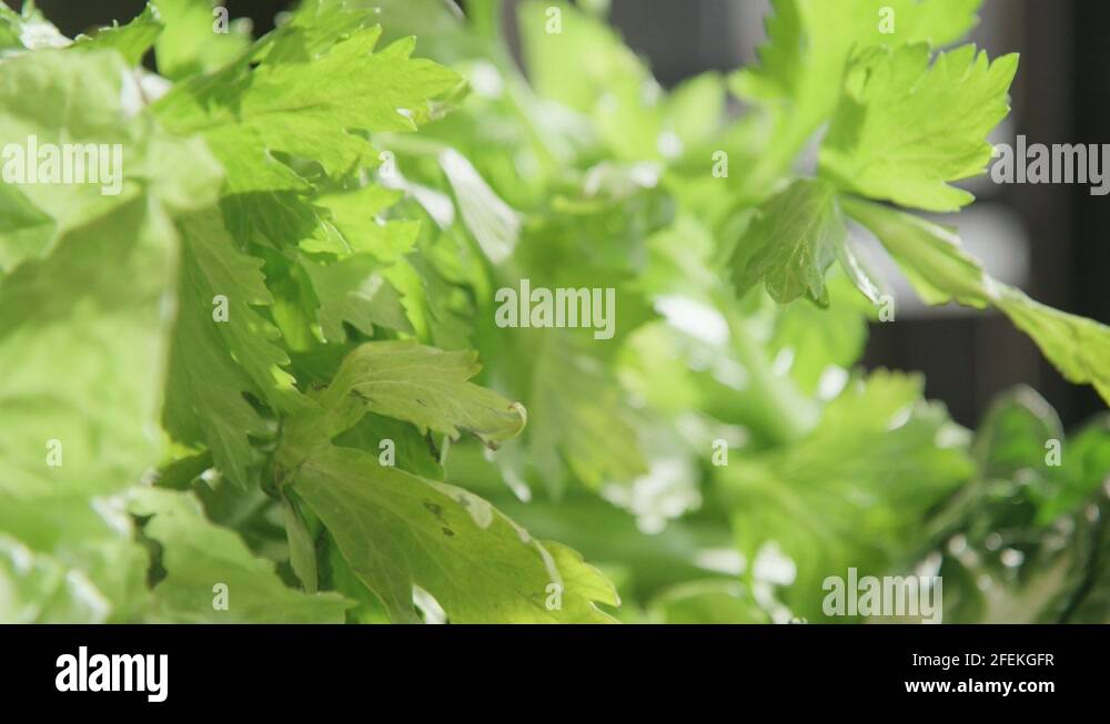 Leaf celery Stock Videos & Footage HD and 4K Video Clips Alamy