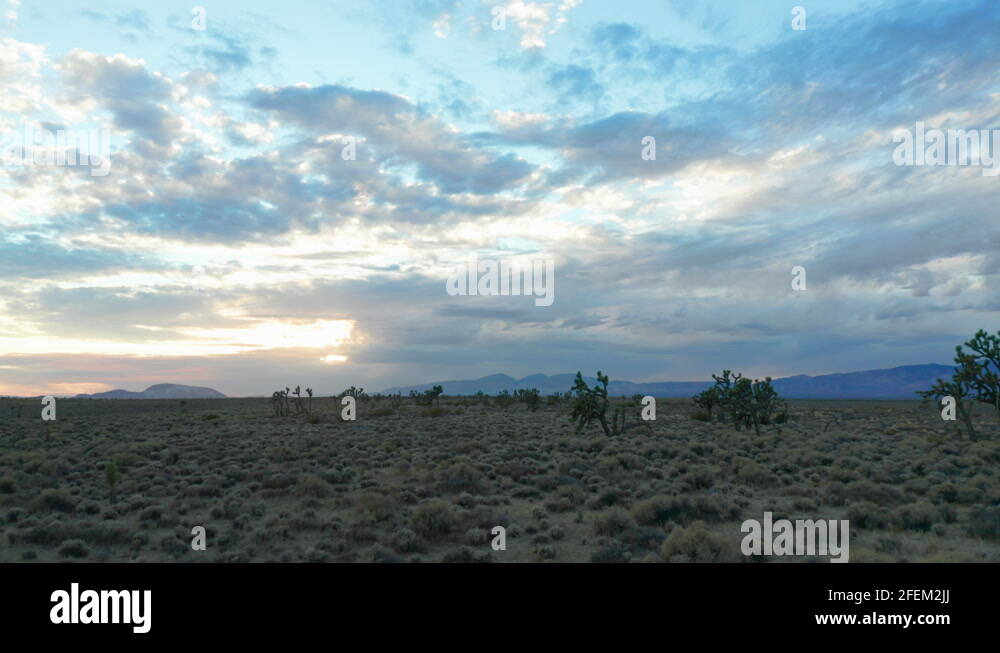 Joshua trees survive in the arid Mojave Desert climate and rugged
