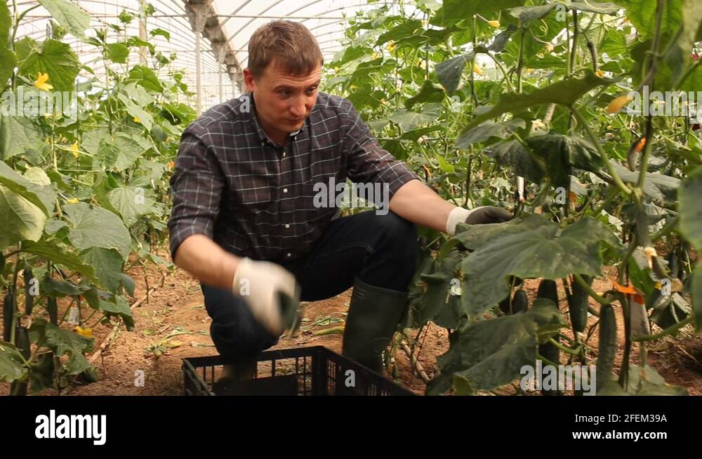 Spanish cucumbers Stock Videos & Footage HD and 4K Video Clips Alamy