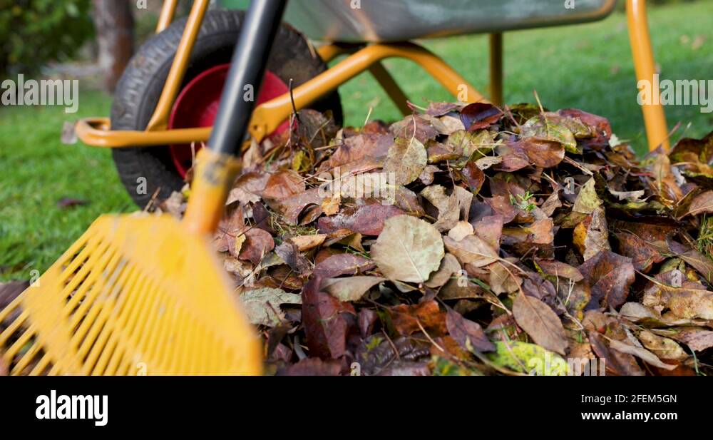 Pile leaf Stock Videos & Footage HD and 4K Video Clips Alamy