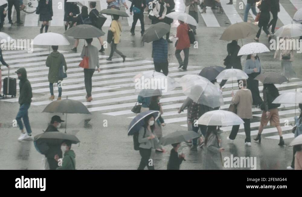 Crowd Of People With Umbrellas Walking At Shibuya Crossing On Rainy Day ...