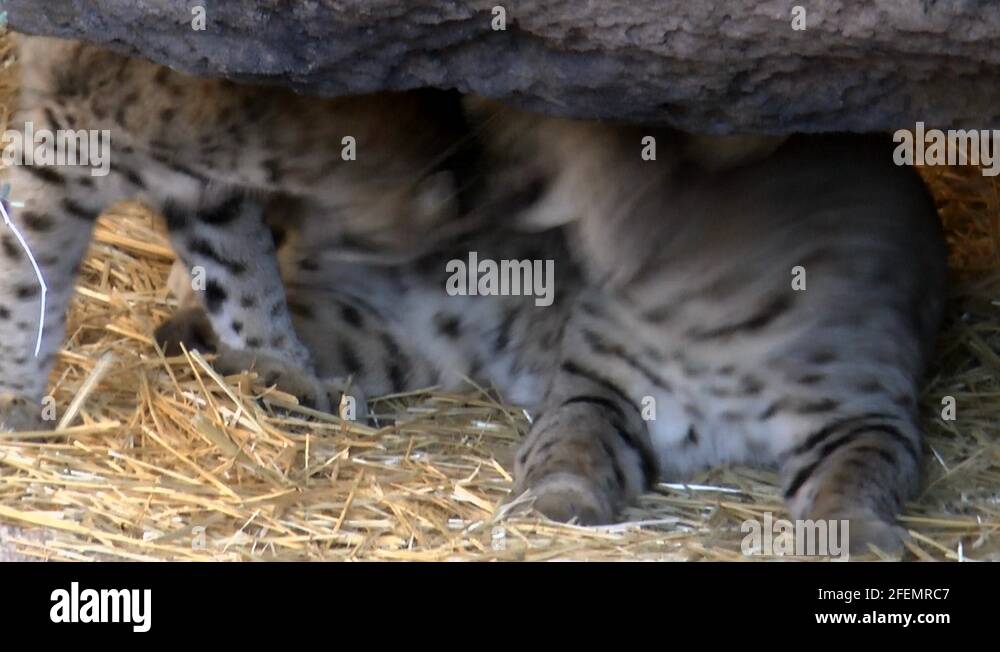 Bobcats play Stock Videos & Footage - HD and 4K Video Clips - Alamy