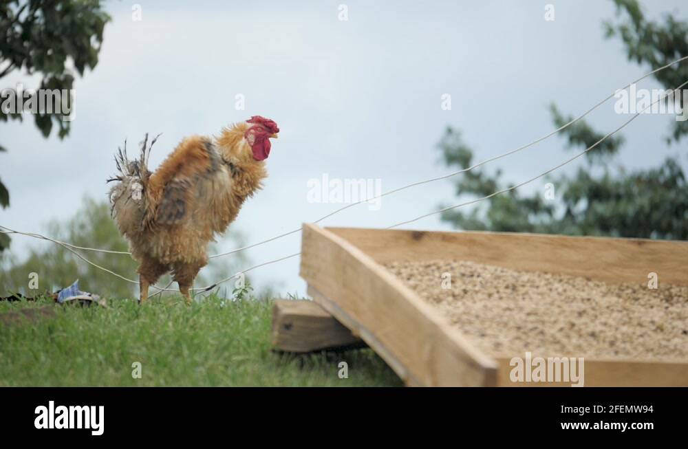 Chicken noise Stock Videos & Footage HD and 4K Video Clips Alamy
