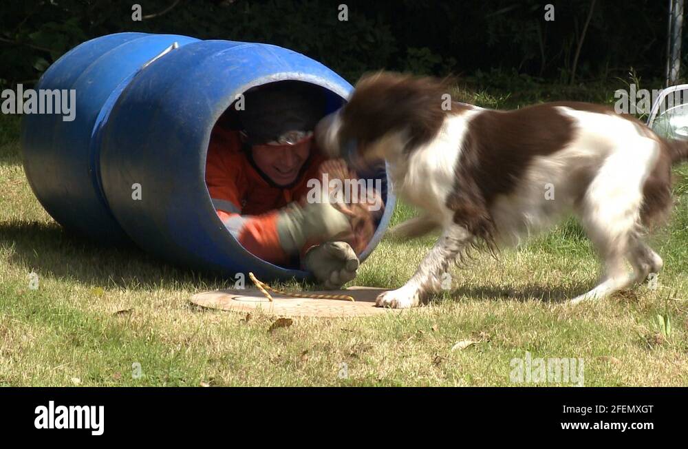dog trainer classes dog trainer classes