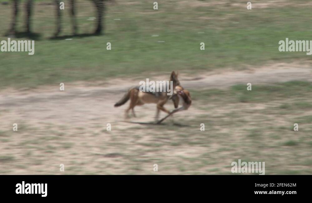 Gazelle predator Stock Videos & Footage - HD and 4K Video Clips - Alamy