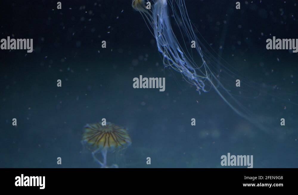 Plankton jelly Stock Videos & Footage - HD and 4K Video Clips - Alamy