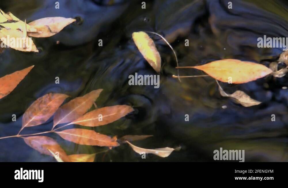 Buoyant leaves Stock Videos & Footage HD and 4K Video Clips Alamy