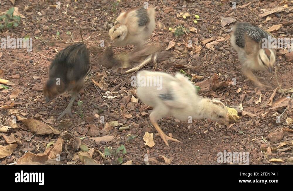 Little Stock Videos & Footage - HD and 4K Video Clips - Alamy