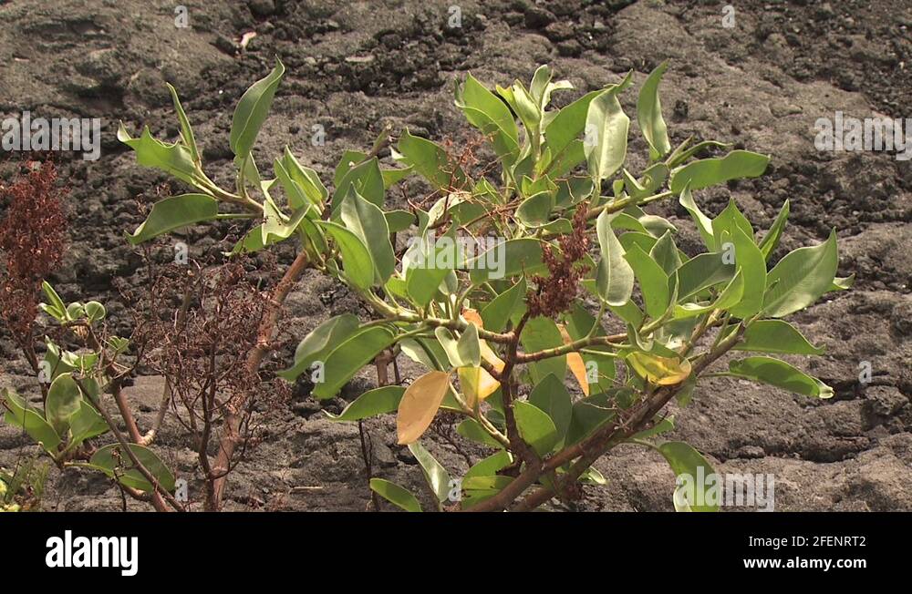 Lava rock plant Stock Videos & Footage HD and 4K Video Clips Alamy