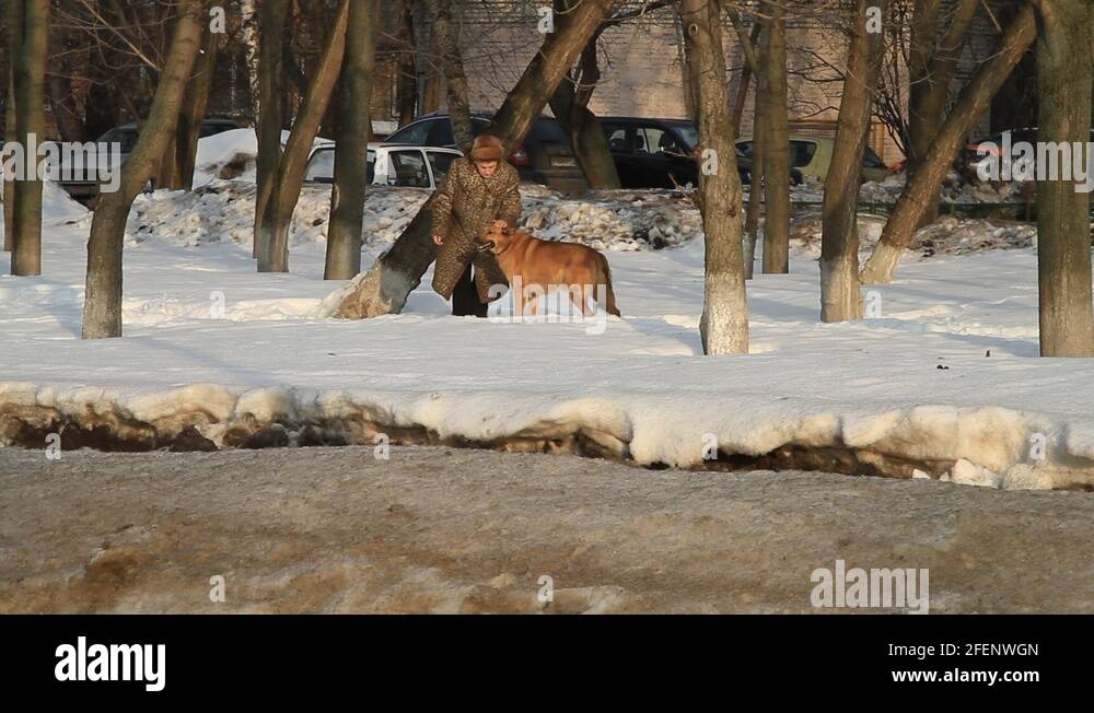 Elderly dog stroke Stock Videos & Footage HD and 4K Video Clips Alamy