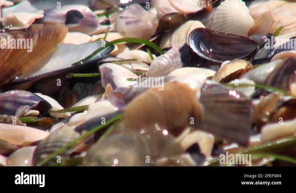 Amphipods Stock Videos & Footage - HD and 4K Video Clips - Alamy