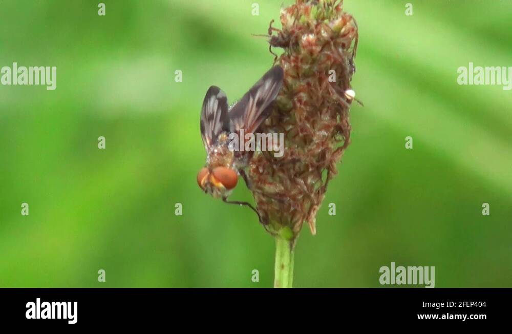 Fruit fly red eyes drosophila Stock Videos & Footage HD and 4K Video