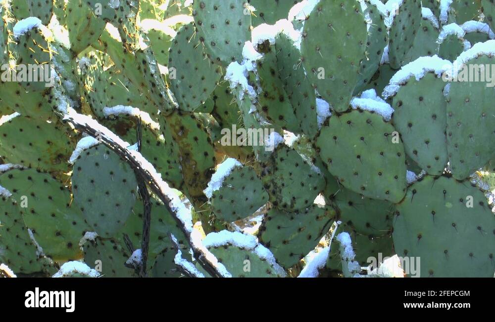 Prickly Pear Cactus Outline