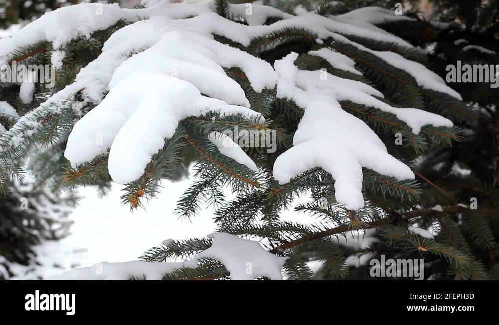 Tree fire hand Stock Videos & Footage - HD and 4K Video Clips - Alamy