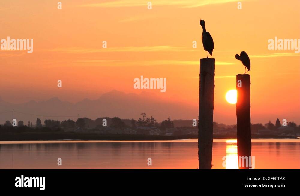 Herons way Stock Videos & Footage HD and 4K Video Clips Alamy