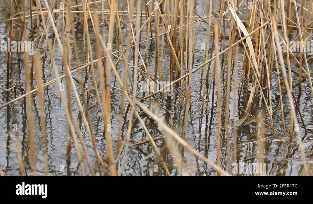 Roots in water Stock Videos & Footage - HD and 4K Video Clips - Alamy
