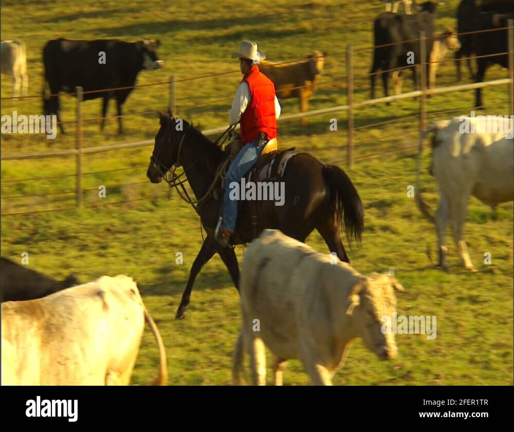Heding Cows Herding cattle Stock Videos & Footage - HD and 4K Video Clips - Alamy