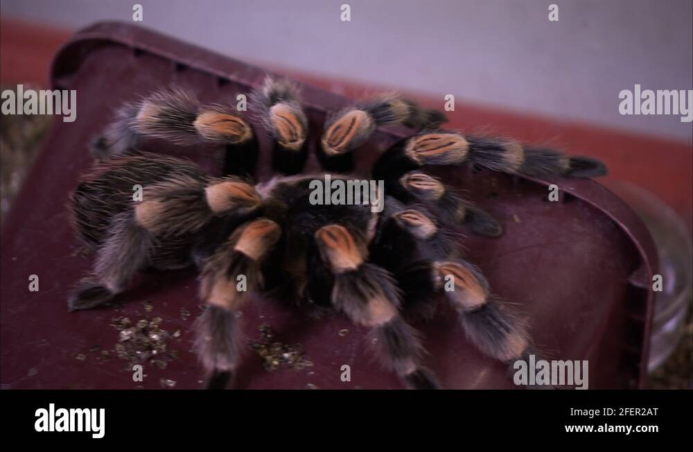 Tarantula body Stock Videos & Footage HD and 4K Video Clips Alamy