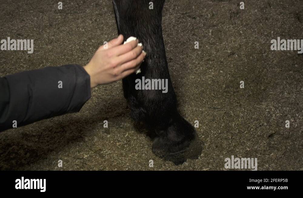 Medical treatment for horse leg Stock Video Footage Alamy