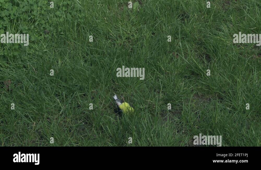 Bird of sorrow Stock Videos & Footage HD and 4K Video Clips Alamy