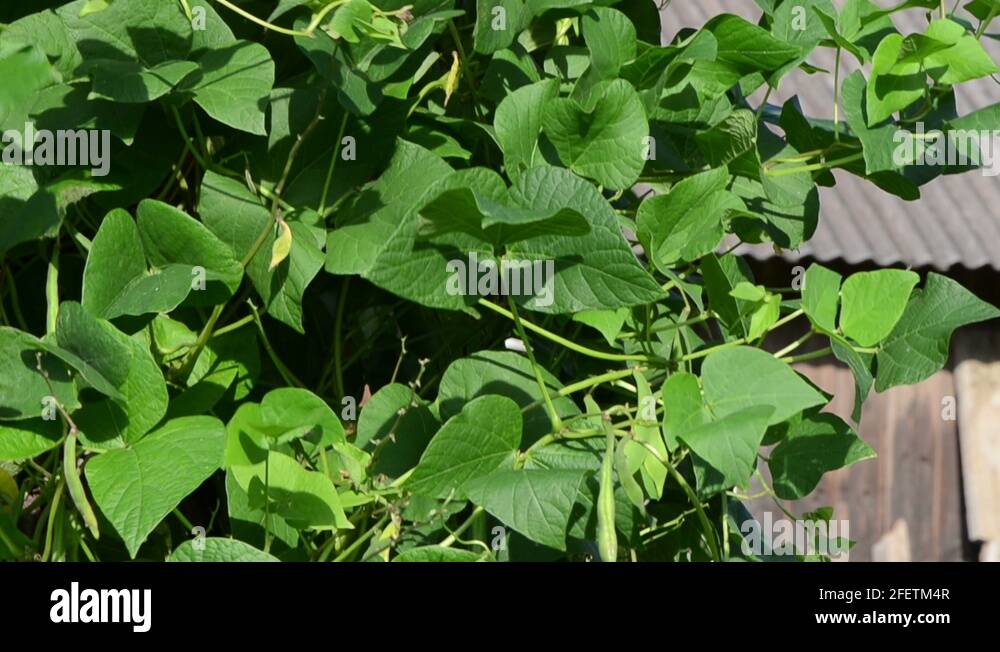 Garden bean leaf Stock Videos & Footage HD and 4K Video Clips Alamy