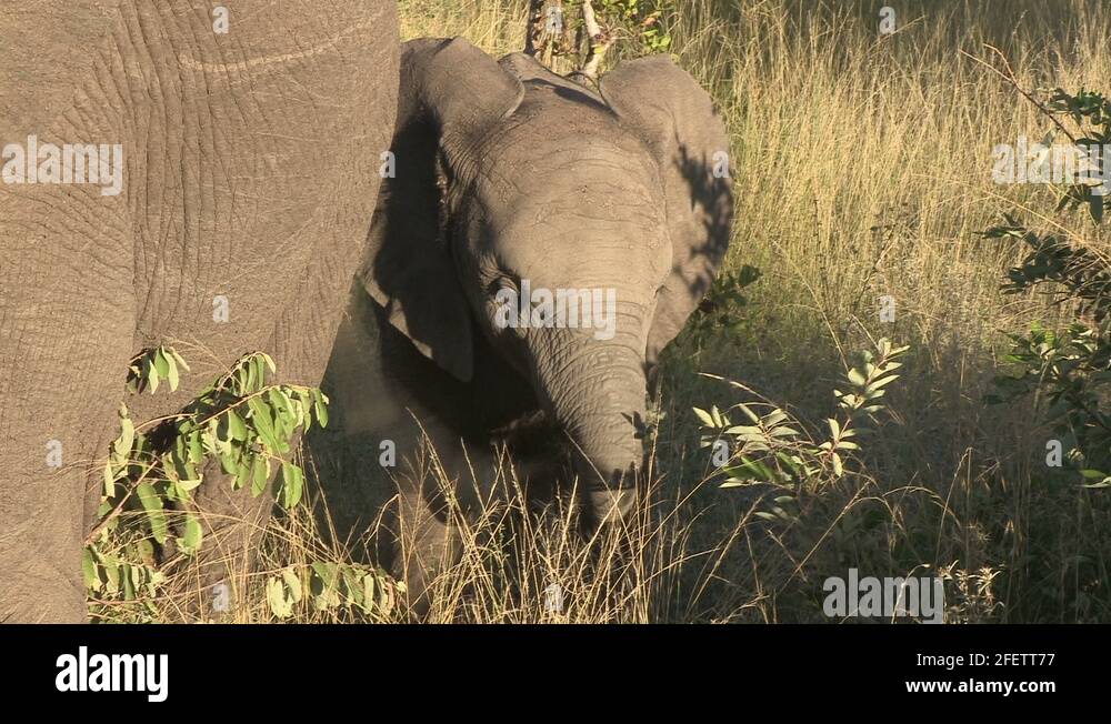 Elephant calf Stock Videos & Footage - HD and 4K Video Clips - Alamy