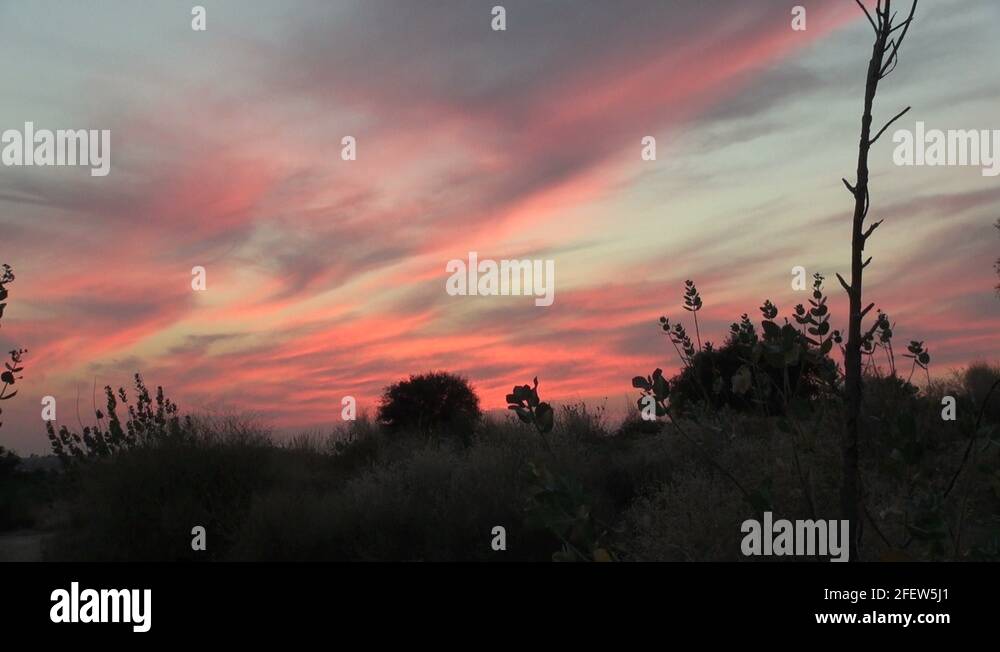 Plants of thar Stock Videos & Footage - HD and 4K Video Clips - Alamy