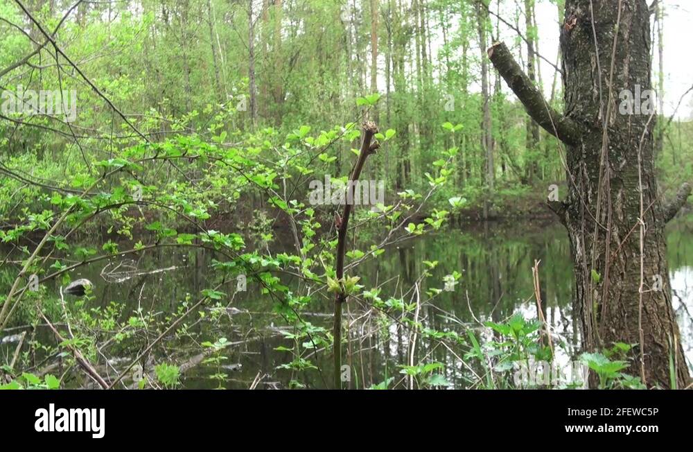 Wood creek lake Stock Videos & Footage HD and 4K Video Clips Alamy