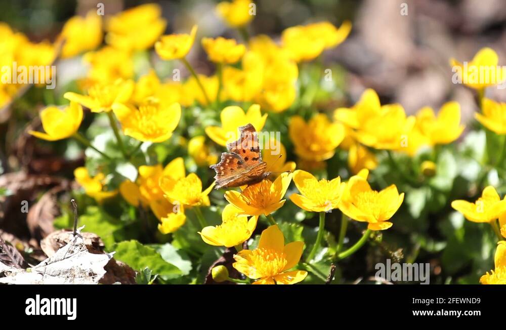 Flower flying away Stock Videos & Footage HD and 4K Video Clips Alamy