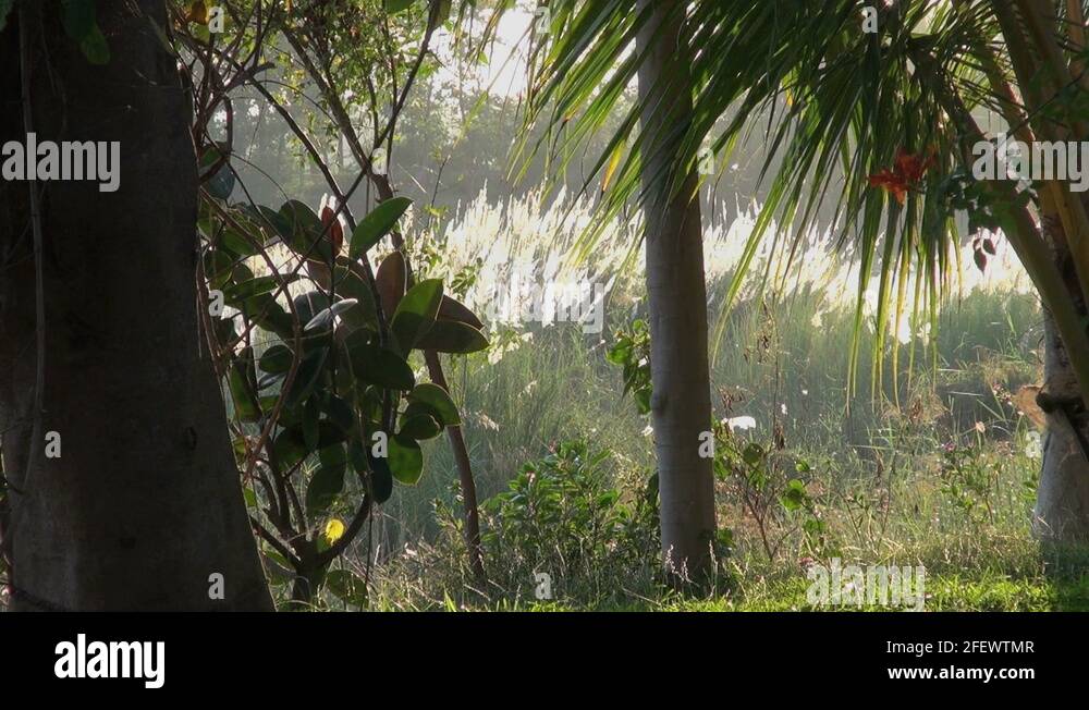 Tufted grass Stock Videos & Footage HD and 4K Video Clips Alamy