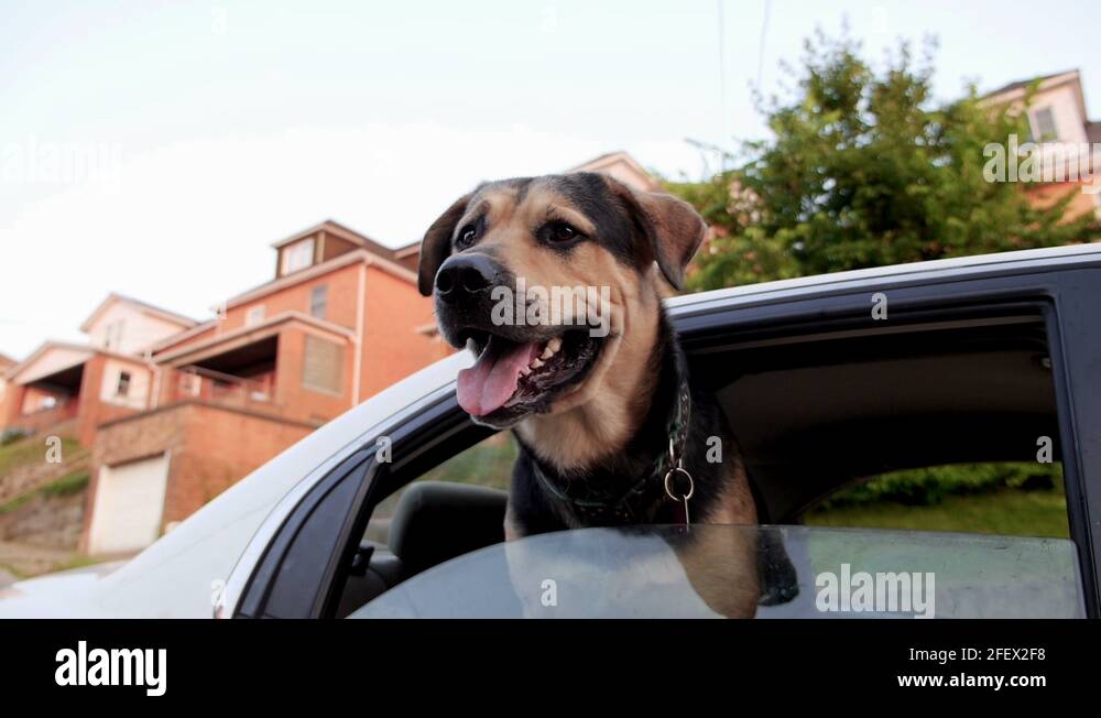 Dog with head out the window Stock Videos & Footage HD and 4K Video
