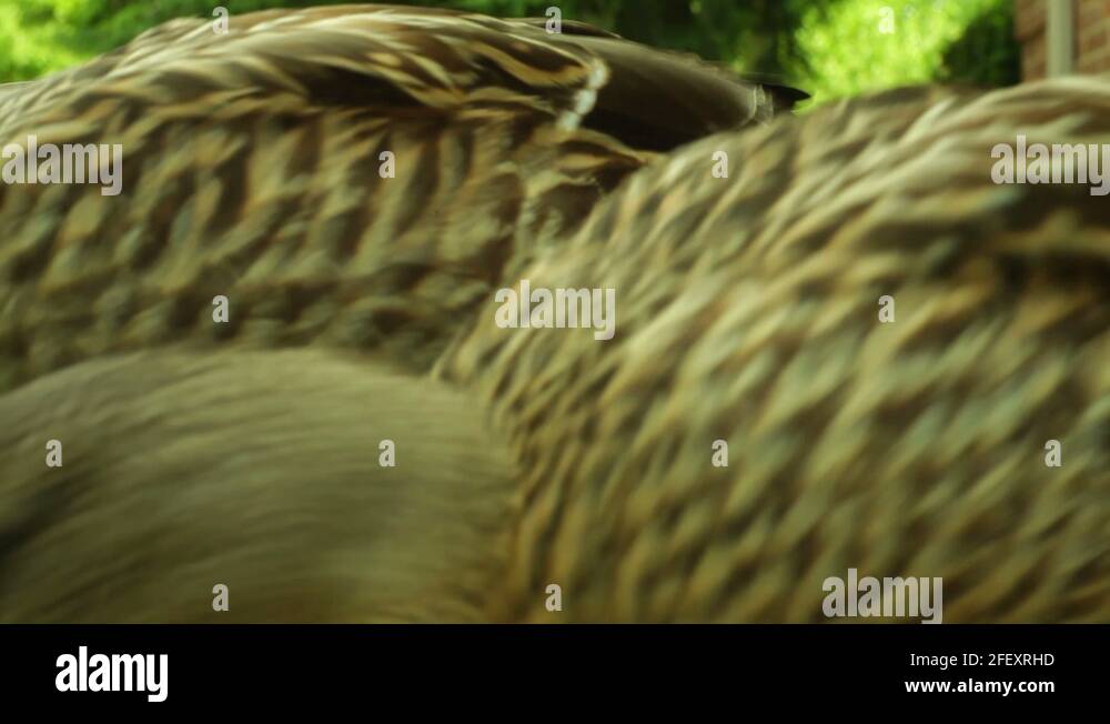 Feeding frenzy animals Stock Videos & Footage HD and 4K Video Clips