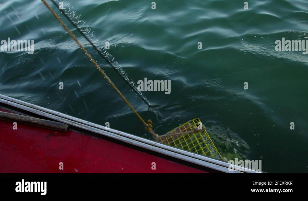 Lobster Trap is Pulled From Ocean Then Opened to Reveal Live Lobsters ...