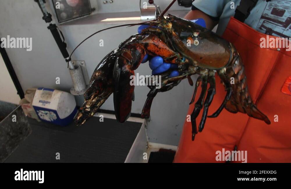 Lobster maine Stock Videos & Footage - HD and 4K Video Clips - Alamy