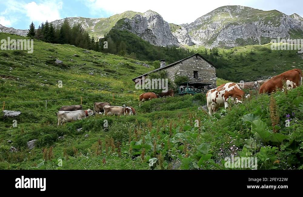 Cowbells sound Stock Videos & Footage HD and 4K Video Clips Alamy