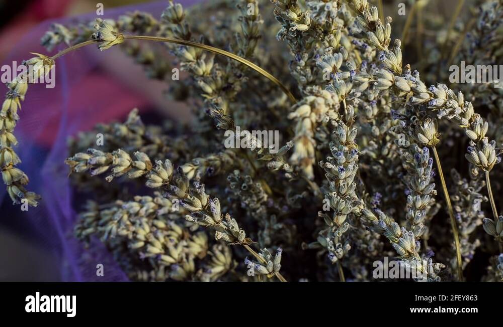 Lavender fragrance home Stock Videos & Footage HD and 4K Video Clips